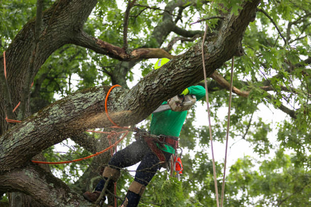 Reliable Vevay, IN Tree Care Solutions